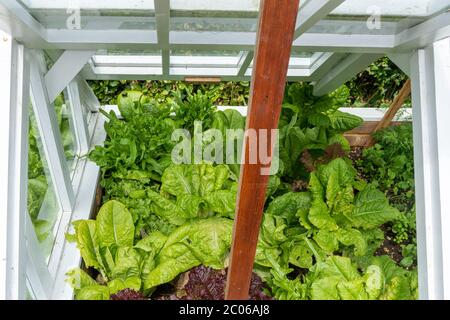 Lettuces and other salad leaf plants growing in a cold frame in a garden in June, UK Stock Photo