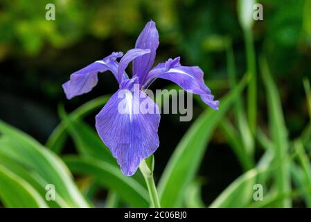 The flower of a variegated Japanese iris (Iris laevigata 'Variegata') Stock Photo