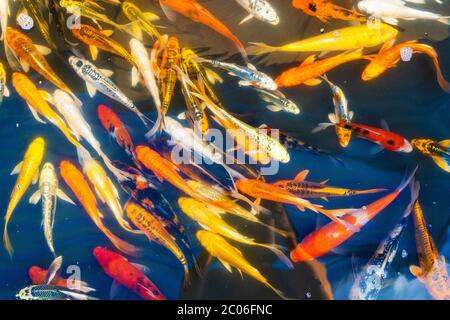 Colored tropical fish in a decorative pond. Orange decorative fish on a blue background. Flock of ornamental fish. Stock Photo