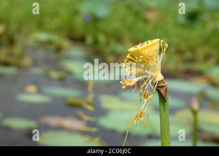 Lotus blossom's part seed beauty in pond Stock Photo