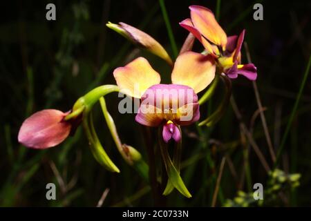 Flowers of Diuris longifolia, the purple Pansy Orchid, frontal view, natural background Stock Photo
