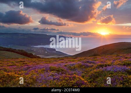 Sunset over Porlock Bay and Exmoor National Park with heather and gorse in foreground, Porlock, Somerset, England, United Kingdom Stock Photo