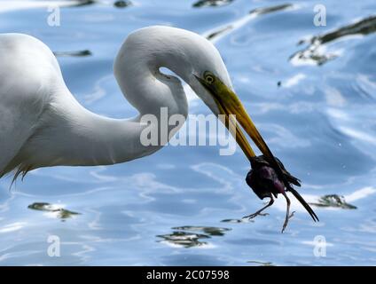 Guwahati, Assam, India. 11th June, 2020. An egret catches a chick in a pond. Credit: David Talukdar/ZUMA Wire/Alamy Live News Stock Photo