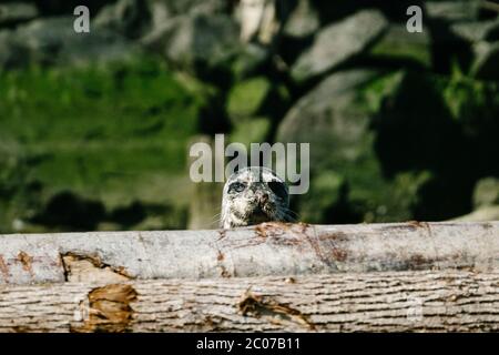 Straight on portrait of a young harbor seal looking over a log pile Stock Photo