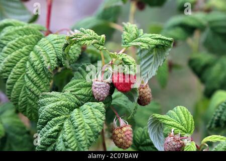 Raspberries ripening on raspberry bush in a garden in Kent, England Stock Photo