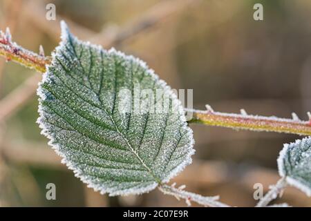 Closeup shot of a frozen green leaf in winter covered by beautiful ice crystals Stock Photo