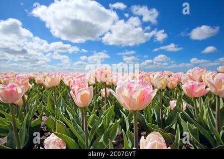 Pink tulips and sunny sky Stock Photo - Alamy