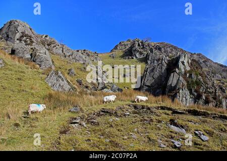 Sheep on hillside around Blaen Pennant, near Llanymawddwy Stock Photo