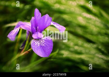 Wet blue Iris Sibirica flowers with drops after rain in the green grass Stock Photo