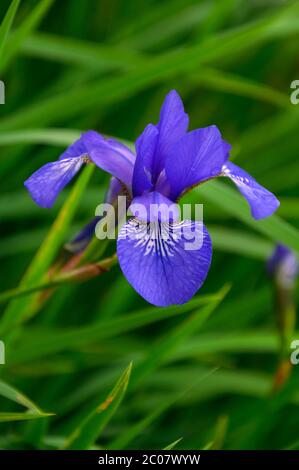 Wet blue Iris Sibirica flowers with drops after rain in the green grass Stock Photo