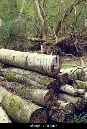 Felled stacked tree trunks in woodland Stock Photo