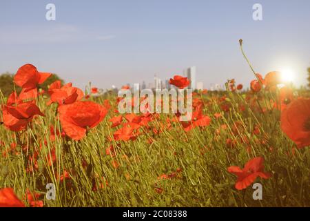 Germany, Hessen, Frankfurt am Main, Ein Moonblumenfeld mit Blick auf die Frankfurter Skyline beim Sonnenuntergang Stock Photo