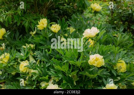 Large yellow blooms of the itoh intersectional peony bartzella Stock Photo