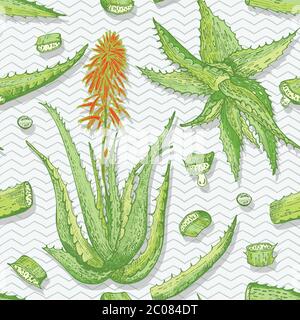 Seamless pattern with hand drawn Aloe vera lives and flower in green and red color isolated on gray chevron background. Retro vintage engraving Stock Vector