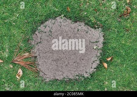 Fire ant mound on green lawn, overhead view in Houston, TX. Solenopsis invicta is an invasive species in the USA, known as the red imported fire ant. Stock Photo