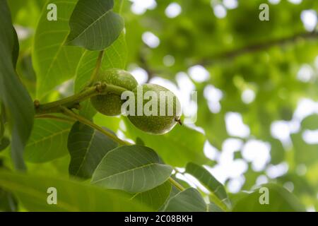 Close up of young green walnuts on walnut tree Stock Photo
