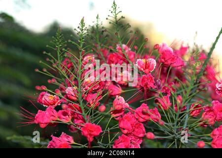 Poinciana, Red Bird of Paradise, Mexican Bird of Paradise, Peacock Flower, Pride of Barbados are the diffrent names of the flower Stock Photo