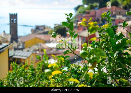 Lemons ripen on a tree in the colorful village of Cinque Terre Italy with the Chiesa di San Giovanni Battista, church and Ligurian sea blurred in view Stock Photo