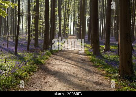 path in sunny forest with bluebells Stock Photo