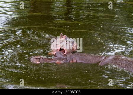 A pair of Common Hippopotamus (Hippopotamus amphibius) in a pond in ZSL Whipsnade Zoo, Whipsnade, near Dunstable, England. Stock Photo