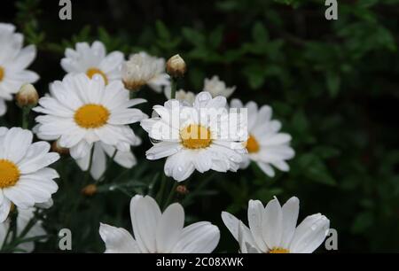 close-up of fresh daisies with lots of rain drops Stock Photo