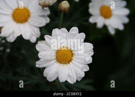 close-up of a daisy with lots of rain drops on the petals Stock Photo