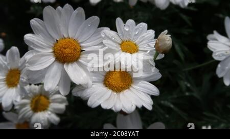 close-up of fresh daisies with lots of rain drops with slightly softed blurry background Stock Photo