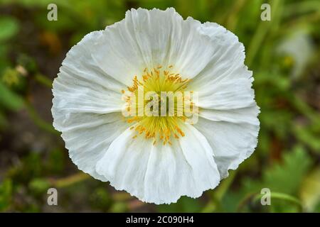 Detail of flowering opium poppy in Latin papaver somniferum Stock Photo