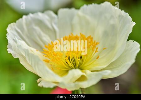 Detail of flowering opium poppy in Latin papaver somniferum Stock Photo