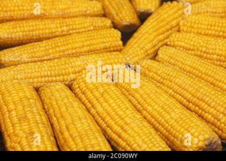 Close up boiling many fresh yellow corncobs in big steam pan, high angle view Stock Photo