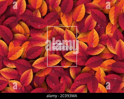 3d realistic autumn leaves with water drop. Autumnal background in red, orange and yellow colors. Design for web, print, wallpaper, vector Stock Vector