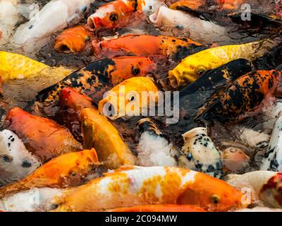 Many chinese carps in the pond Stock Photo