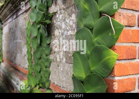 Green leafs of plant grows vertical on a red brick and stone wall of a building Stock Photo