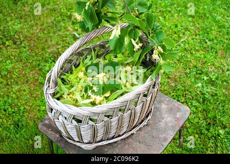 medical linden flowers, summer harvest in wicker basket. Healthy herbal tea plant. Copy space. Stock Photo