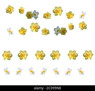 Yellow daffodils design elements Stock Photo