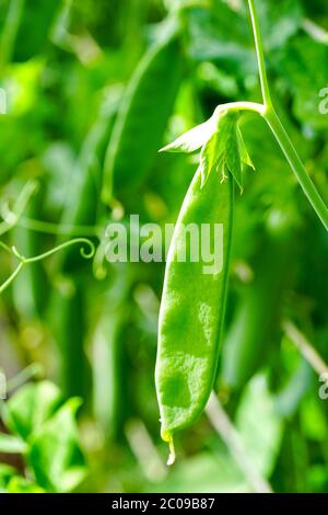 selective focus on fresh green pea pods in the vegetable garden Stock Photo