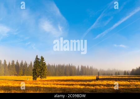 Autumn landscape sunny and hazy morning with two spruces, near Bozi Dar, Krusne Mountains, Czech Republic. Stock Photo