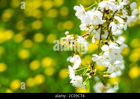 white cherry blossoms on a blurred background with a green meadow with yellow dandelion flowers Stock Photo