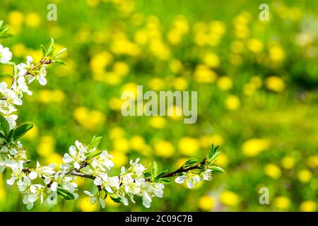 white cherry blossoms on a blurred background with a green meadow with yellow dandelion flowers Stock Photo