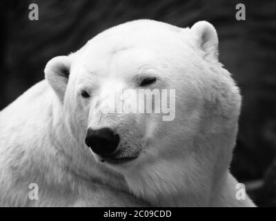 Detailed view of polar bear, close-up, ursus maritimus Stock Photo