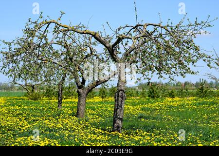 flowering apple trees in a green meadow with yellow dandelions Stock Photo