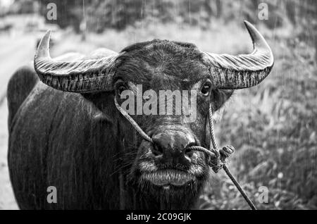 Black and white photo of a Asian Water Buffalo in the rain. Stock Photo