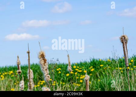 Ripe spike of Common Bulrush, releasing fluffy seeds against a blue sky Stock Photo