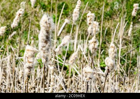 Ripe spike of Common Bulrush, releasing fluffy seeds against a green meadow Stock Photo