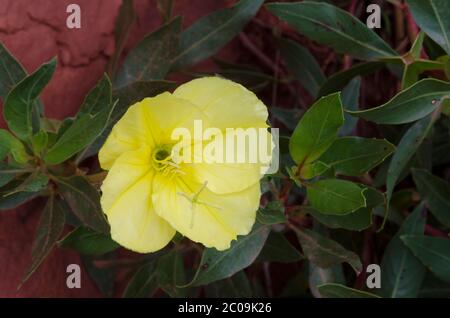 Missouri Evening Primrose, Oenothera macrocarpa Stock Photo