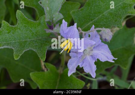 Nightshade, Solanum sp. Stock Photo