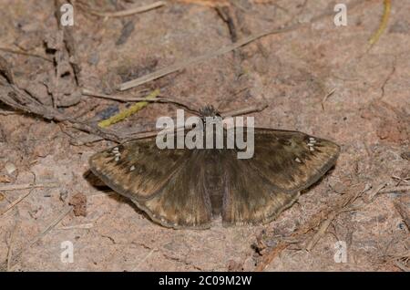 Horace’s Duskywing, Gesta horatius, male Stock Photo