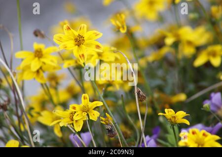 flowers on nature taken up close Stock Photo - Alamy