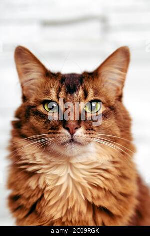 Purebred Ruddy Somali Cat Looking Up Staring At The Camera This Domestic Cat Is Very Smart And Makes An Ideal Family Pet Stock Photo Alamy Purebred Ruddy Somali Cat Looking Up Staring At The Camera This Domestic Cat Is Very Smart And Makes An Ideal Family Pet Stock Photo Alamy