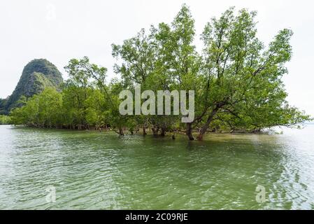 Avicennia officinalis is a species of mangrove Stock Photo